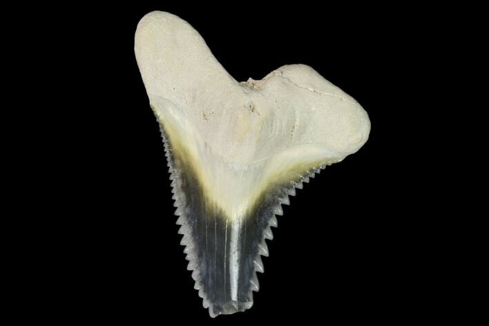 Fossil Shark Tooth (Hemipristis) - Bone Valley, Florida #122586